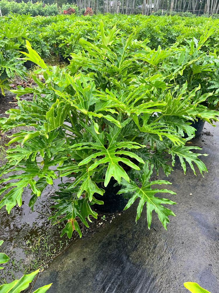 philodendron-bipinnatifidum-split-leaf-philodendron-philodendron-selloum-tree-philodendron