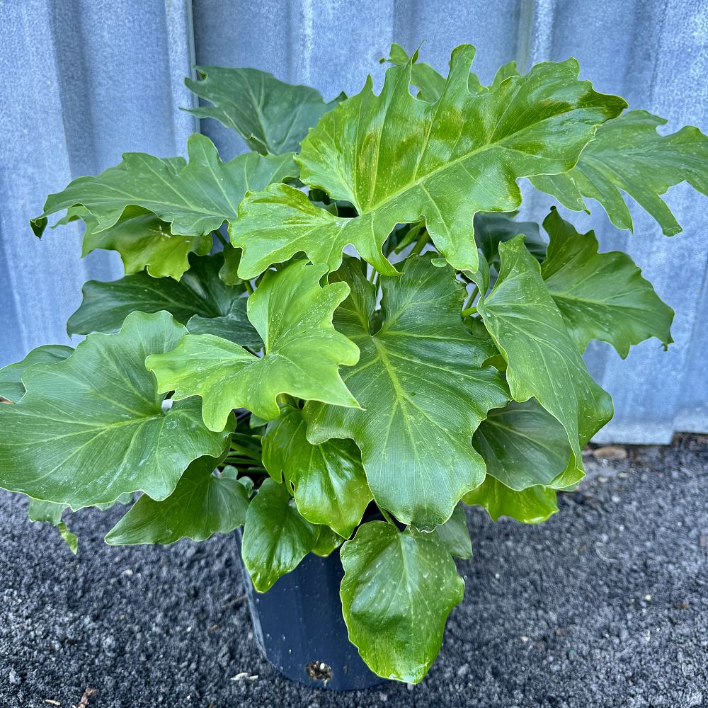 philodendron-bipinnatifidum-split-leaf-philodendron-philodendron-selloum-tree-philodendron