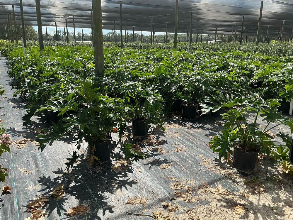 philodendron-bipinnatifidum-split-leaf-philodendron-philodendron-selloum-tree-philodendron