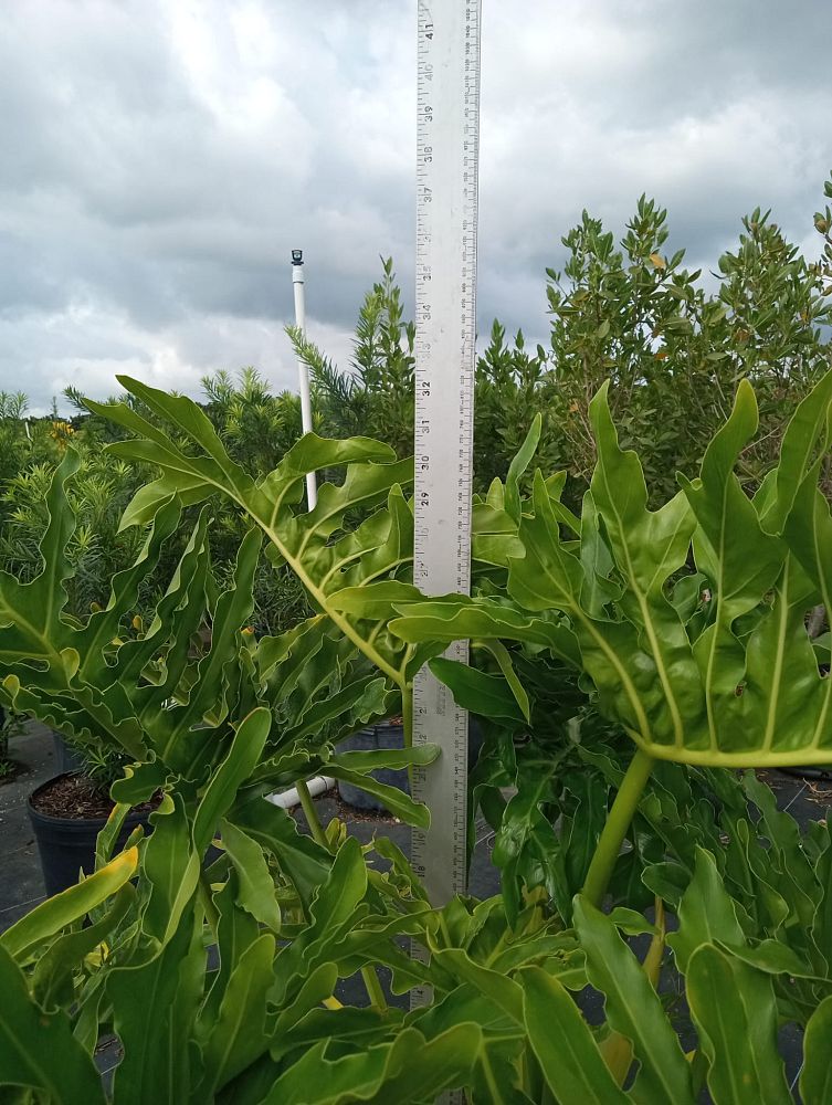 philodendron-bipinnatifidum-split-leaf-philodendron-philodendron-selloum-tree-philodendron