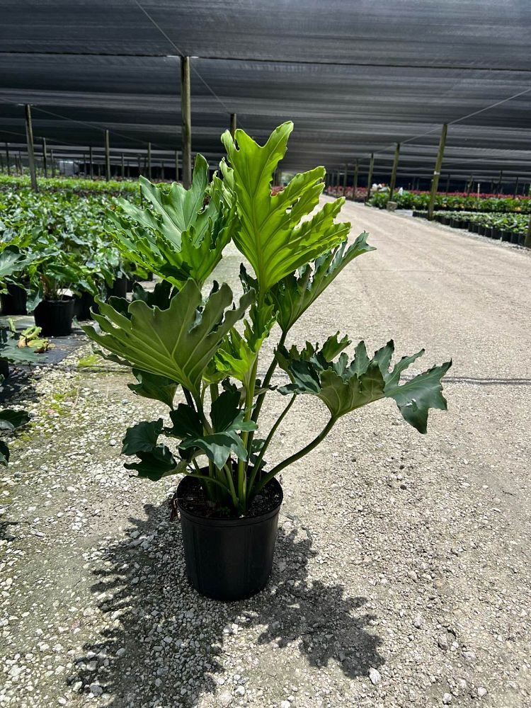 philodendron-bipinnatifidum-split-leaf-philodendron-philodendron-selloum-tree-philodendron