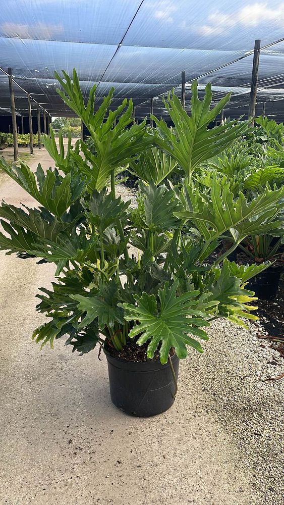 philodendron-bipinnatifidum-split-leaf-philodendron-philodendron-selloum-tree-philodendron