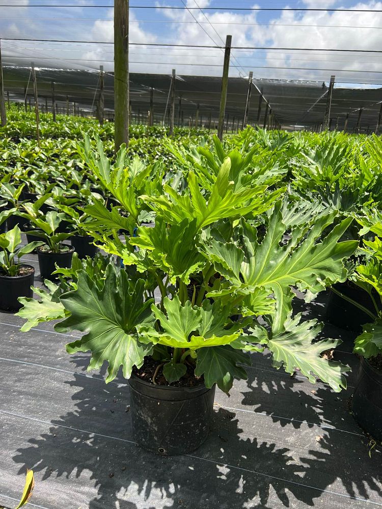 philodendron-bipinnatifidum-split-leaf-philodendron-philodendron-selloum-tree-philodendron