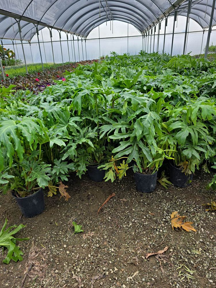 philodendron-bipinnatifidum-split-leaf-philodendron-philodendron-selloum-tree-philodendron