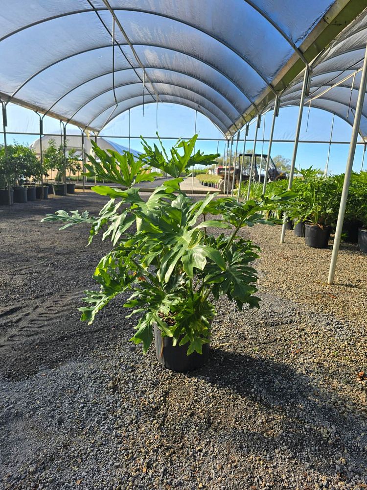 philodendron-bipinnatifidum-split-leaf-philodendron-philodendron-selloum-tree-philodendron