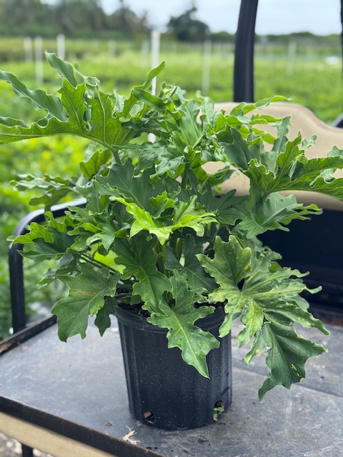 philodendron-bipinnatifidum-split-leaf-philodendron-philodendron-selloum-tree-philodendron