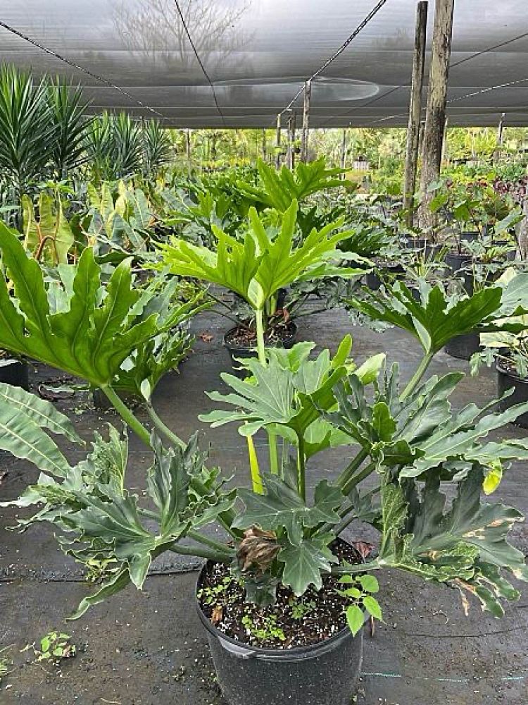 philodendron-bipinnatifidum-split-leaf-philodendron-philodendron-selloum-tree-philodendron