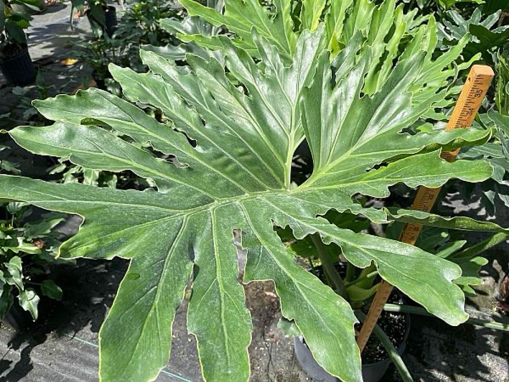 philodendron-bipinnatifidum-split-leaf-philodendron-philodendron-selloum-tree-philodendron