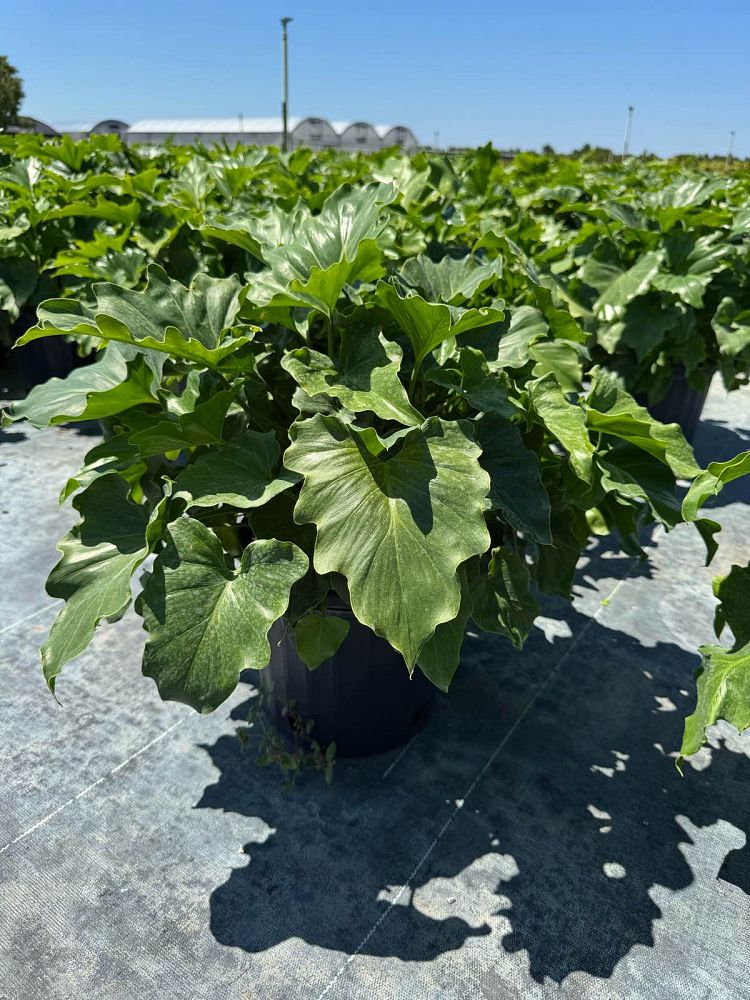 philodendron-bipinnatifidum-split-leaf-philodendron-philodendron-selloum-tree-philodendron