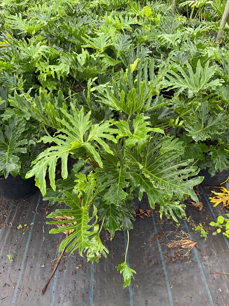 philodendron-bipinnatifidum-split-leaf-philodendron-philodendron-selloum-tree-philodendron