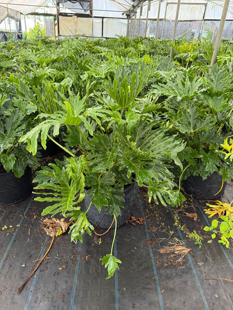 philodendron-bipinnatifidum-split-leaf-philodendron-philodendron-selloum-tree-philodendron
