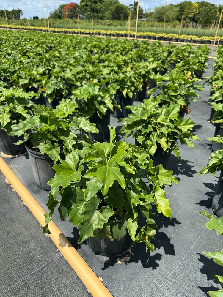 philodendron-bipinnatifidum-split-leaf-philodendron-philodendron-selloum-tree-philodendron