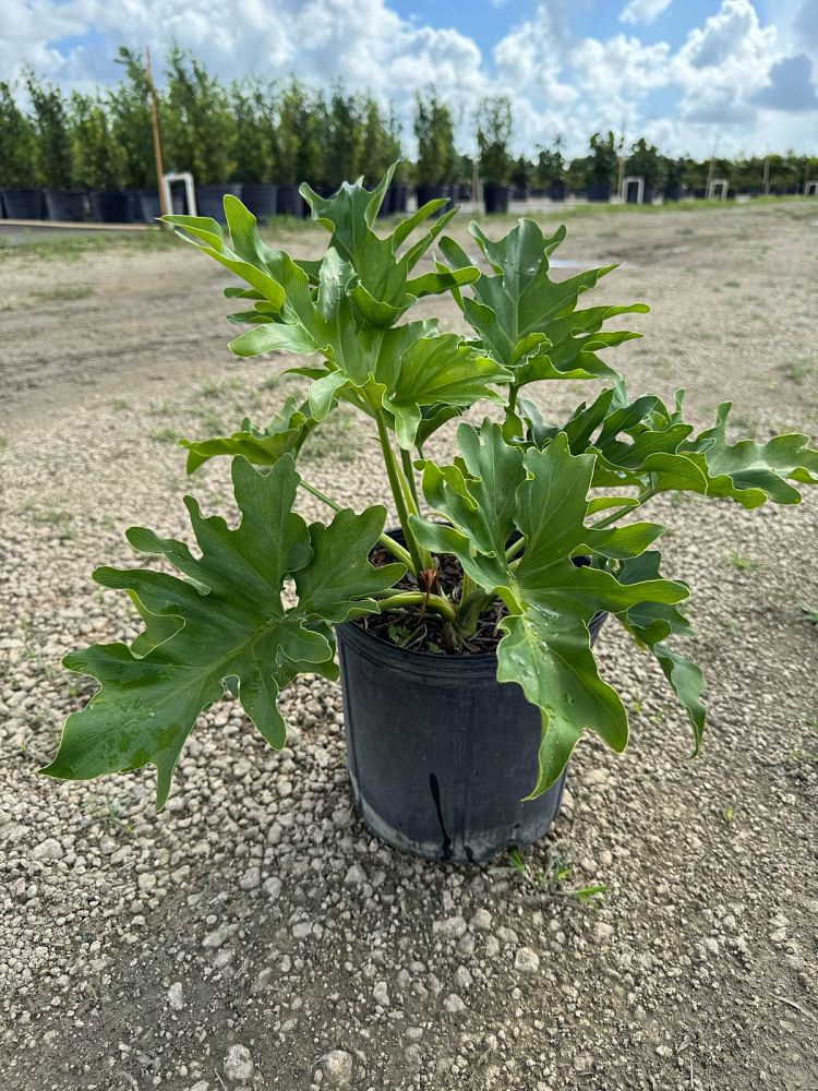 philodendron-bipinnatifidum-split-leaf-philodendron-philodendron-selloum-tree-philodendron