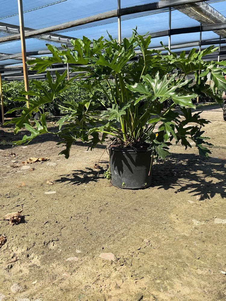 philodendron-bipinnatifidum-split-leaf-philodendron-philodendron-selloum-tree-philodendron