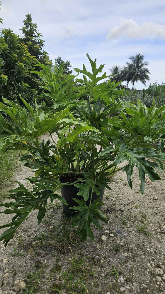 philodendron-bipinnatifidum-split-leaf-philodendron-philodendron-selloum-tree-philodendron