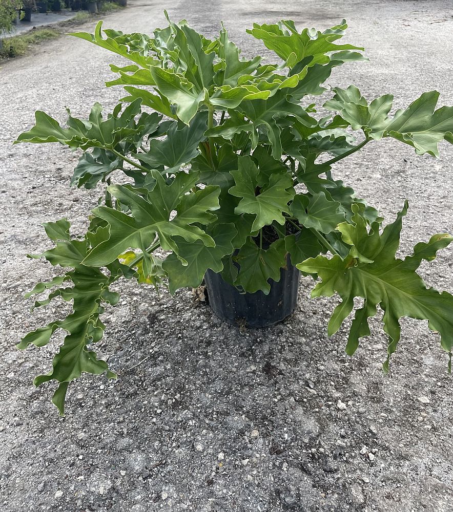 philodendron-bipinnatifidum-split-leaf-philodendron-philodendron-selloum-tree-philodendron