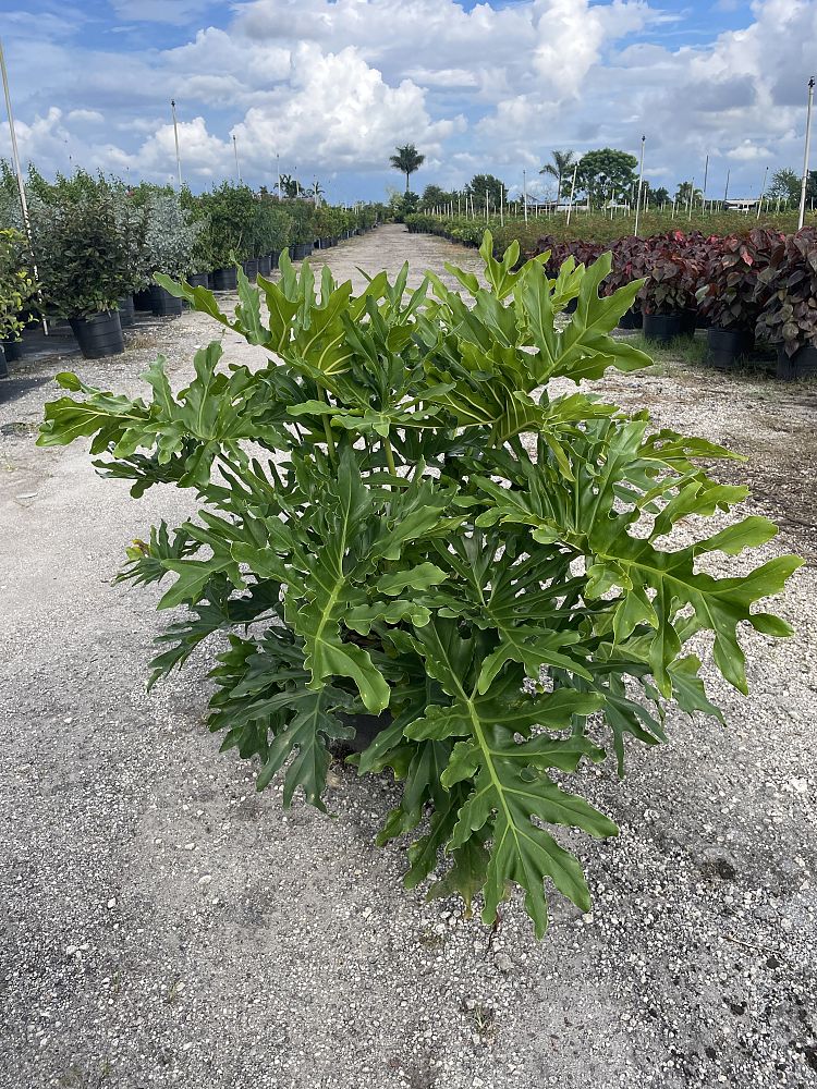 philodendron-bipinnatifidum-split-leaf-philodendron-philodendron-selloum-tree-philodendron