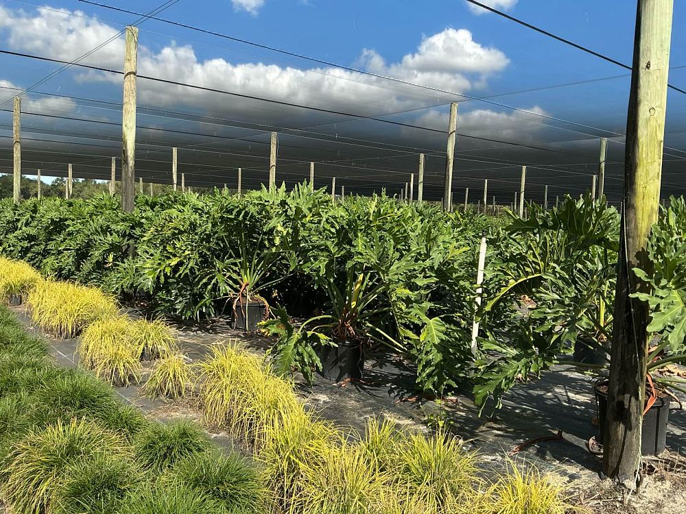 philodendron-bipinnatifidum-split-leaf-philodendron-philodendron-selloum-tree-philodendron