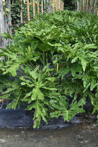 philodendron-bipinnatifidum-split-leaf-philodendron-philodendron-selloum-tree-philodendron