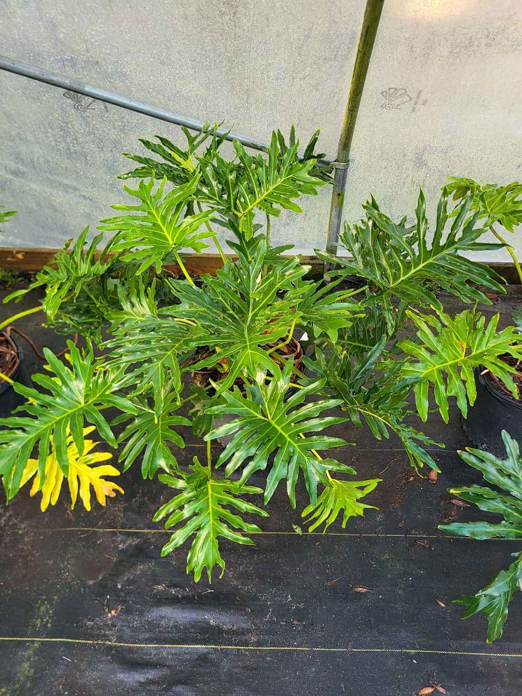 philodendron-bipinnatifidum-split-leaf-philodendron-philodendron-selloum-tree-philodendron