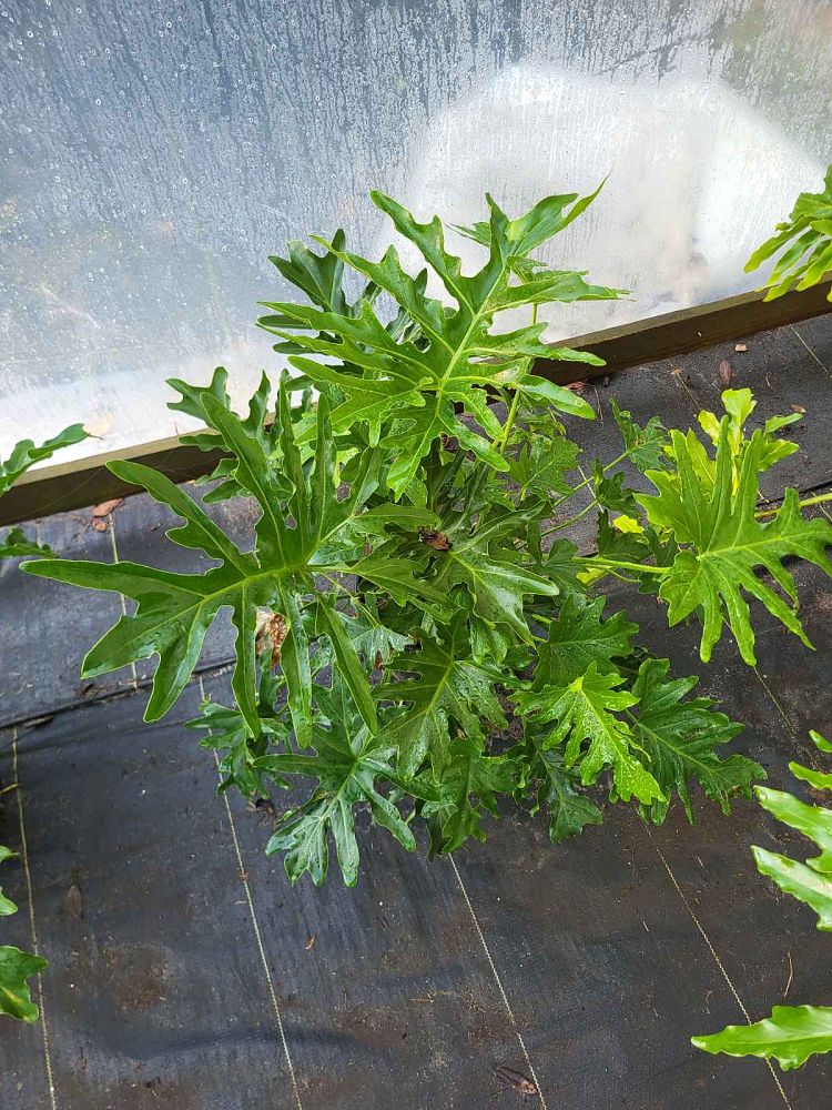 philodendron-bipinnatifidum-split-leaf-philodendron-philodendron-selloum-tree-philodendron