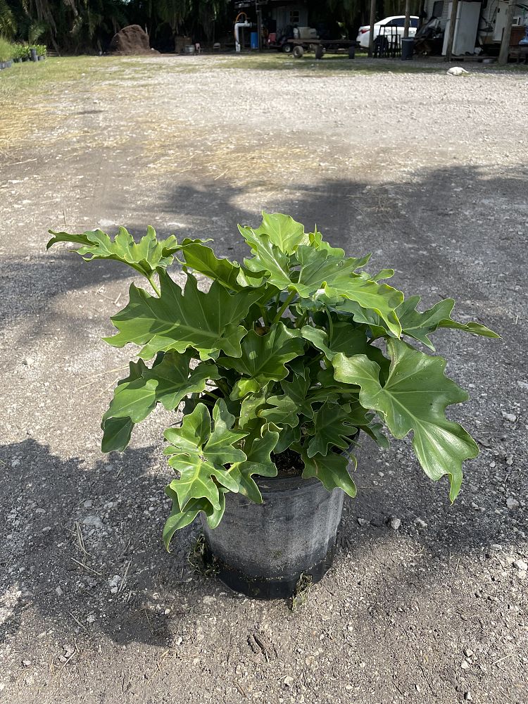 philodendron-bipinnatifidum-split-leaf-philodendron-philodendron-selloum-tree-philodendron