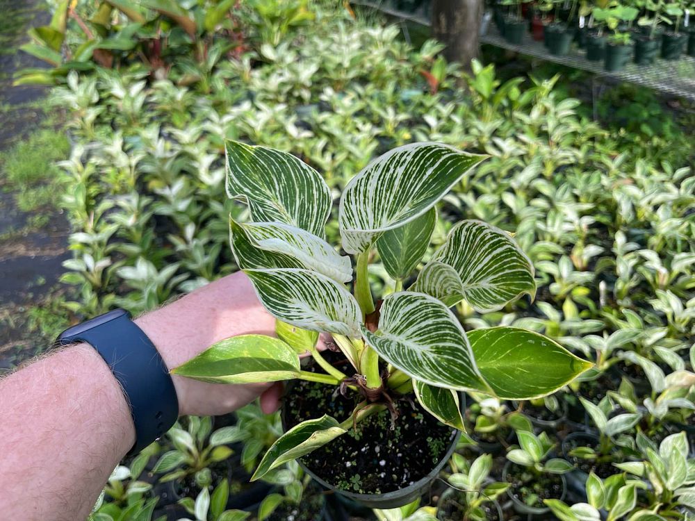 philodendron-birkin