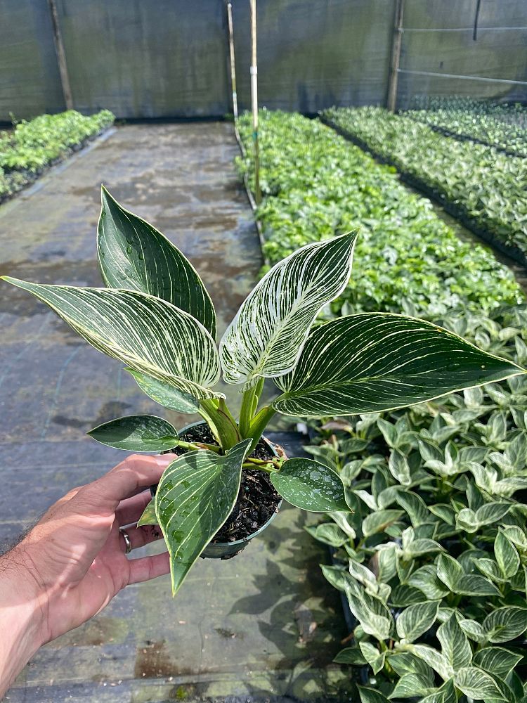 philodendron-birkin