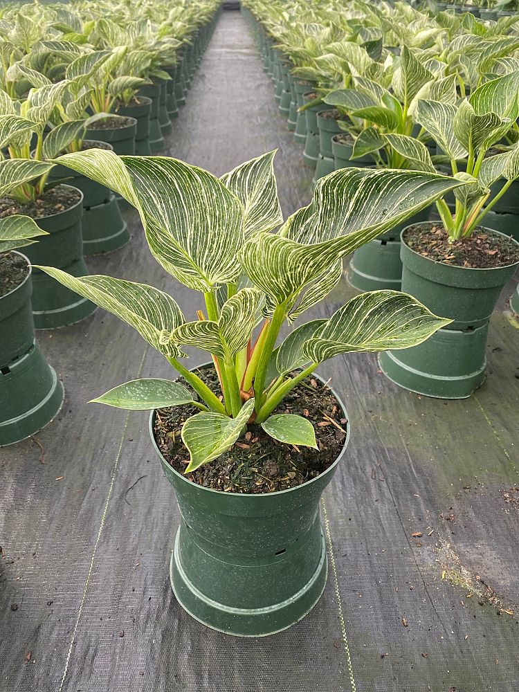 philodendron-birkin