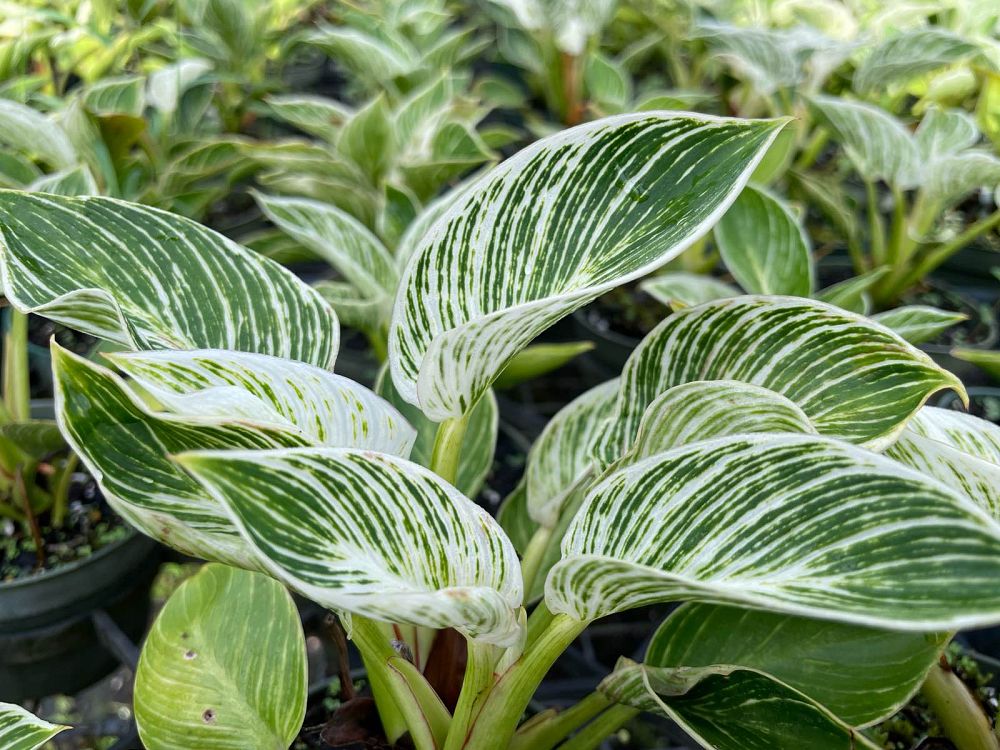 philodendron-birkin