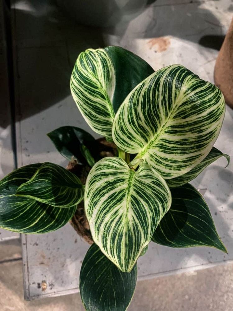 philodendron-birkin