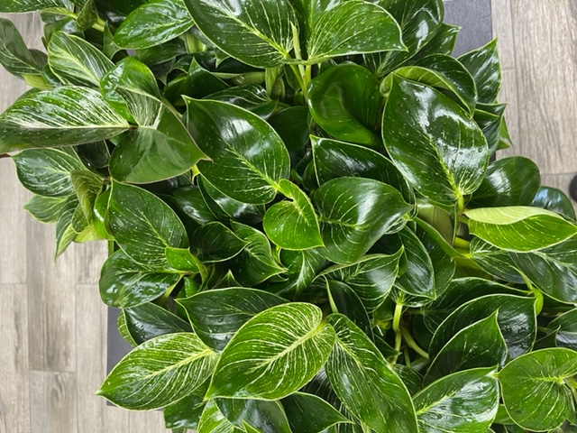 philodendron-birkin