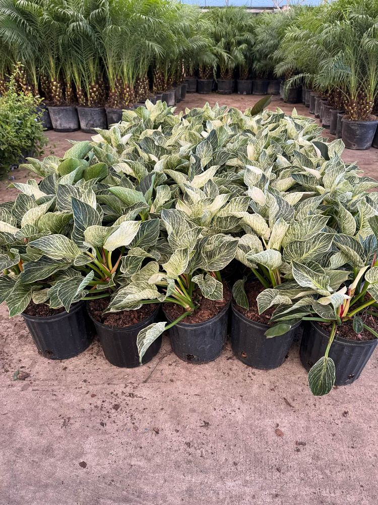 philodendron-birkin