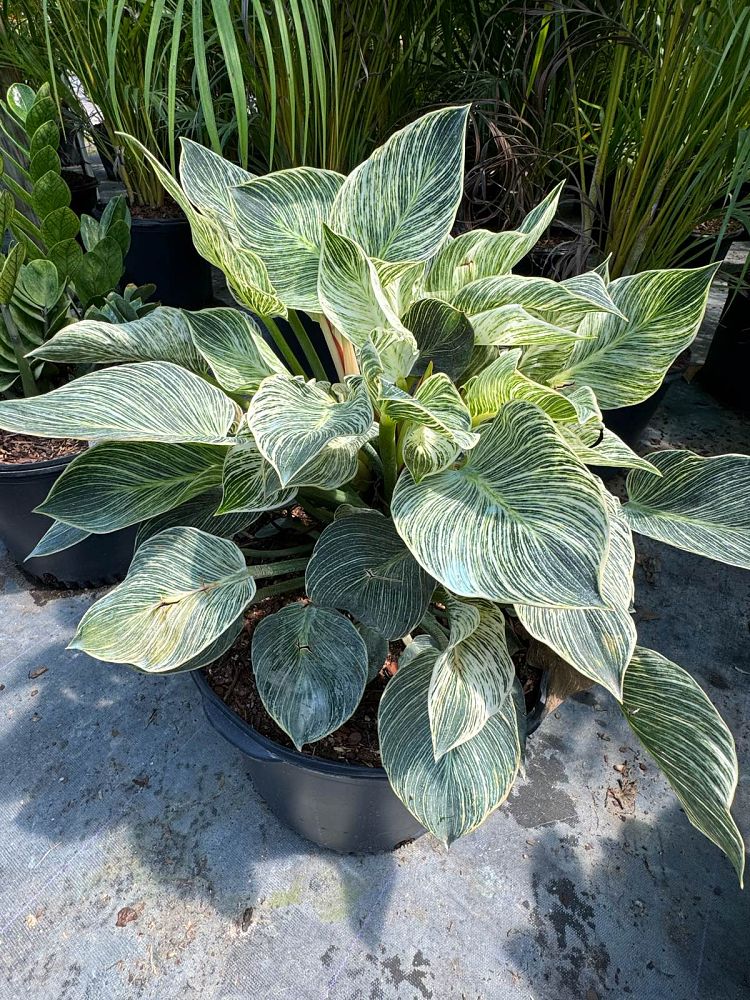philodendron-birkin