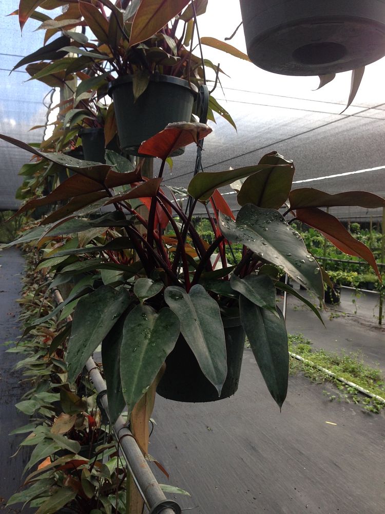 philodendron-bloody-mary