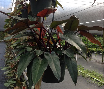 philodendron-bloody-mary