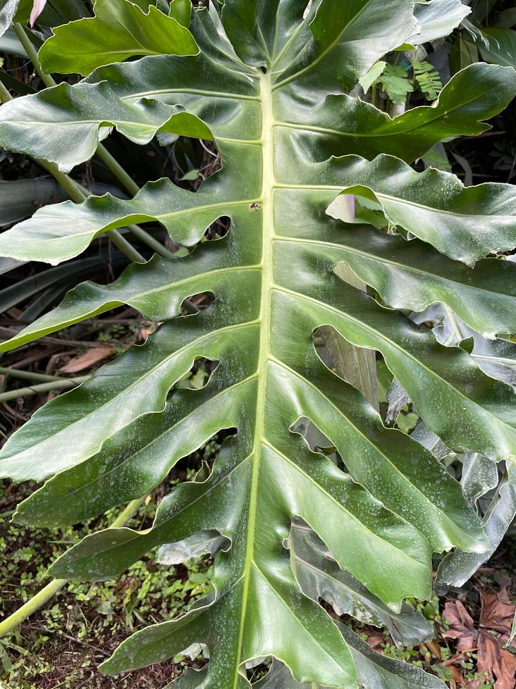 philodendron-bob-see