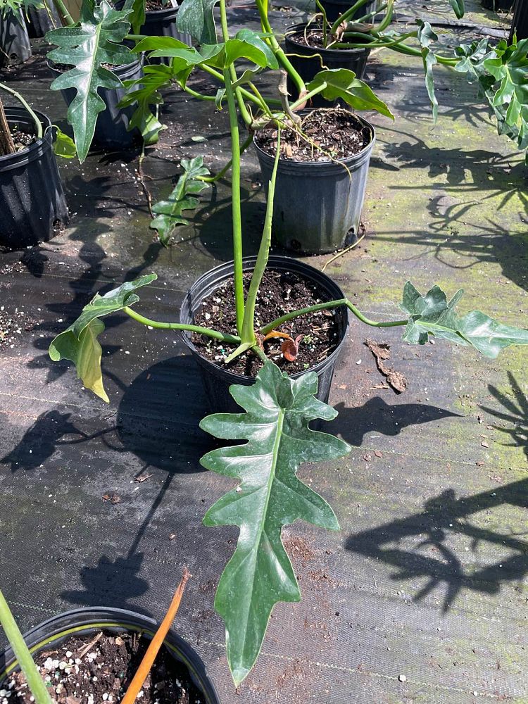 philodendron-bob-see