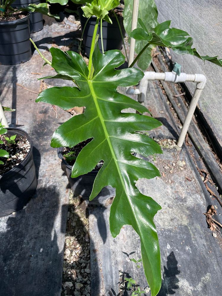 philodendron-bob-see