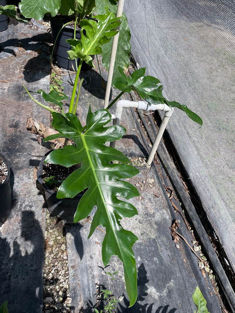 philodendron-bob-see