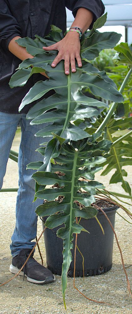 philodendron-bob-see