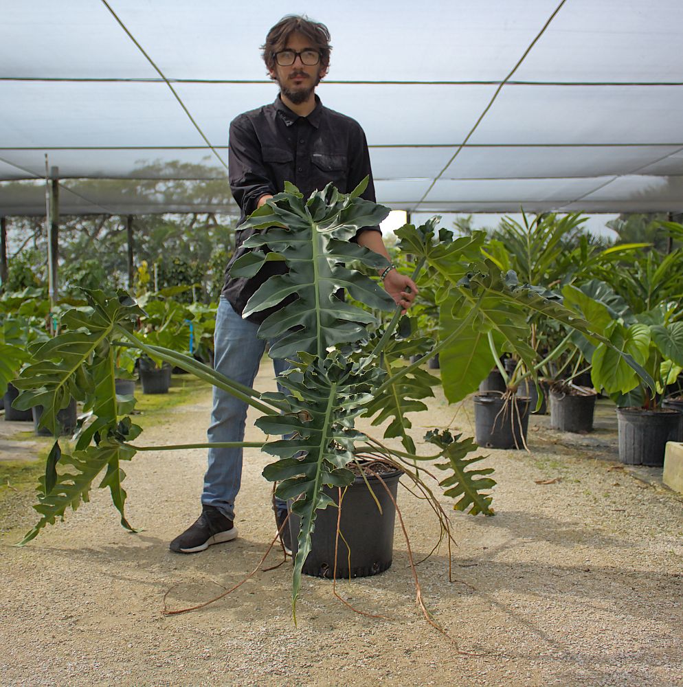 philodendron-bob-see