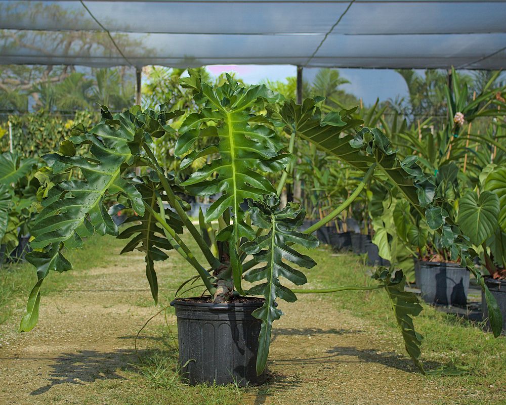 philodendron-bob-see