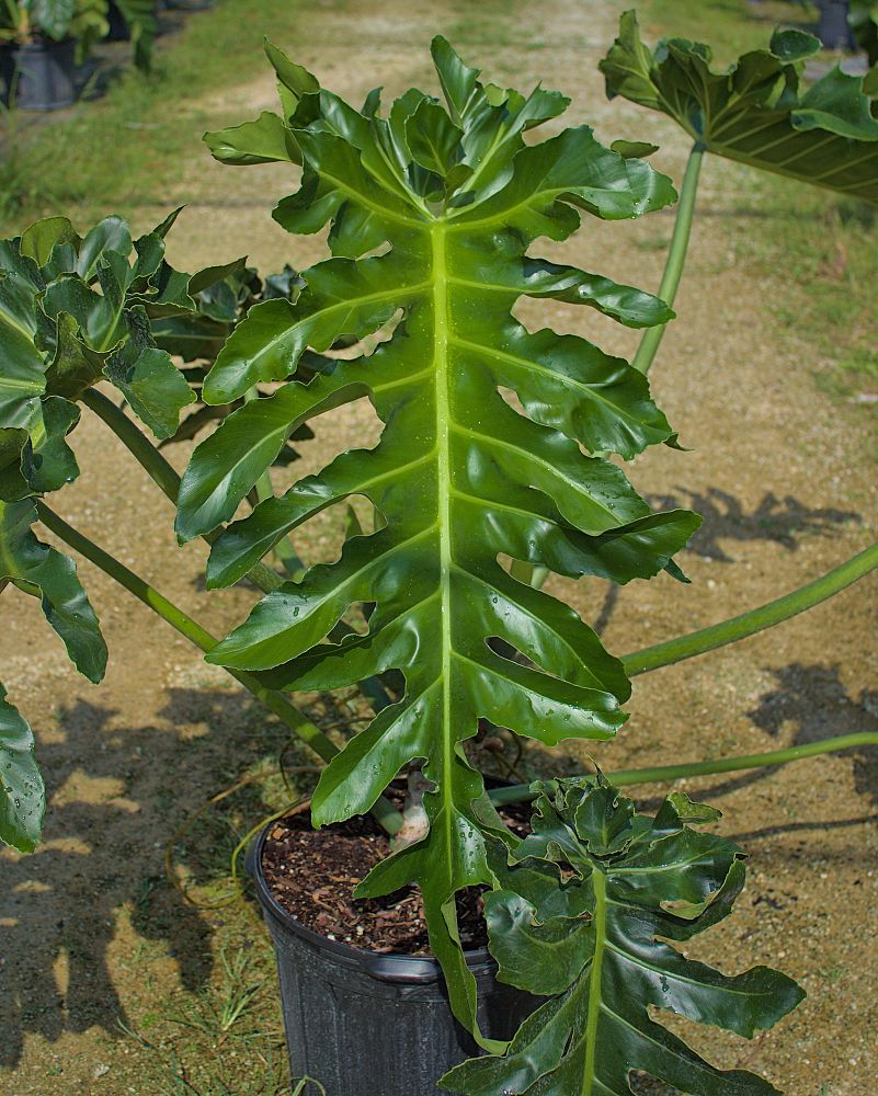 philodendron-bob-see