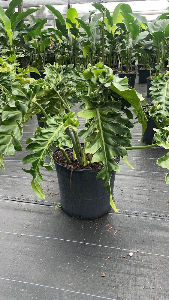 philodendron-bob-see