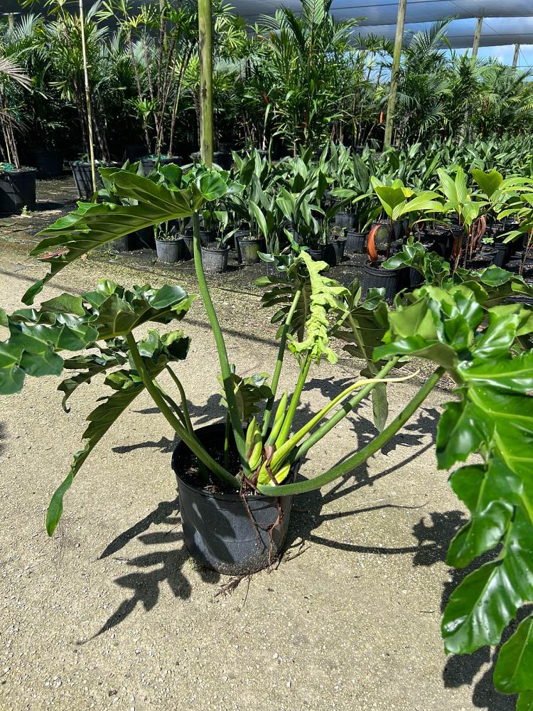 philodendron-bob-see