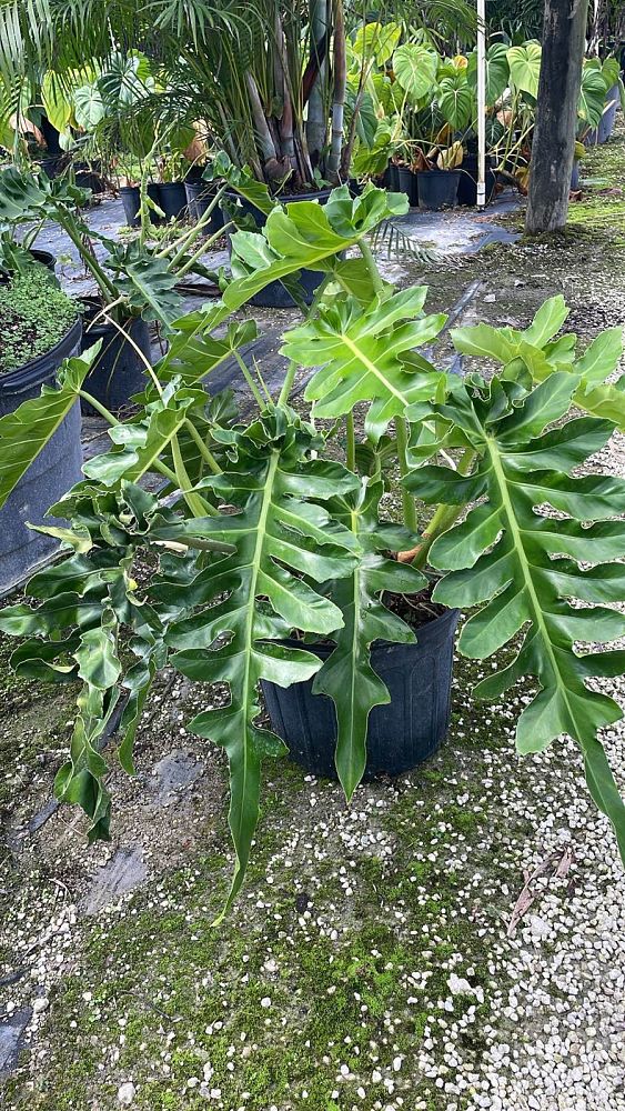 philodendron-bob-see
