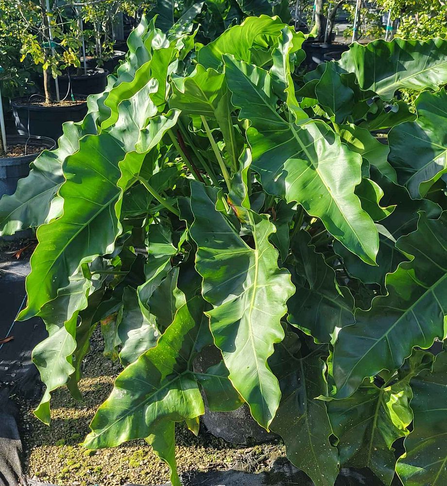 philodendron-bobaloo