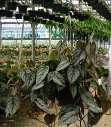 philodendron-brandtianum-silver-shield