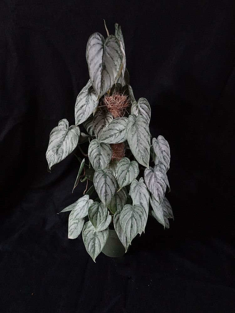 philodendron-brandtianum-silver-shield